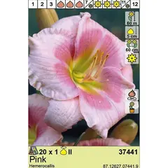Bulbous HBM BES Hemerocallis Pink (x1)