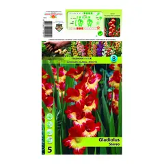Bulbous HBM STA Gladiolus Stereo (x5)