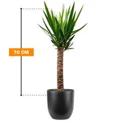 Юкка Yucca 1PP 70 см