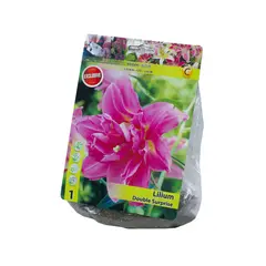 Bulbous HBM STAR CAPPERLINE STA Lilium Double Surprise (x1)