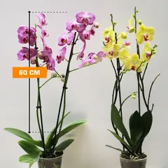 Орхидея PHALAENOPSIS 2 SPIKE 60 см