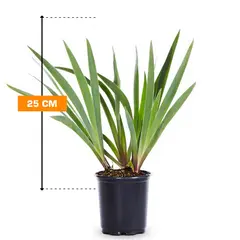 Iris 25 cm