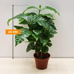 Coffee tree COFFEA ARABICA 20 cm