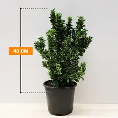 Euonymus 40 cm