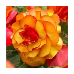 Bulbous HBM SUP Begonia Picotee Yellow/Red (x1)