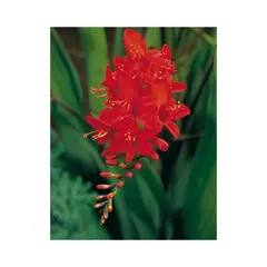 Bulbous HBM STAR CAPPERLINE STA Crocosmia Lucifer (x5)