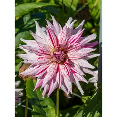 Bulbous HBM STA Dahlia Mick's Peppermint (x1)