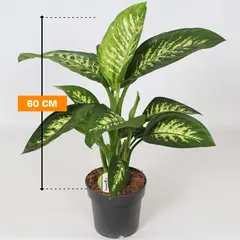 Dieffenbachia TROPIK SNOW 60 cm