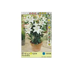 Bulbous HBM STA Lilium Rodolfa (x2)