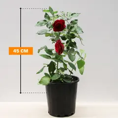 Роза 45 см