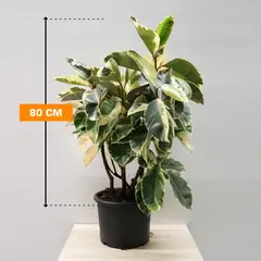 Фикус FICUS ELASTICA TINEKE MATERNAL 80 см