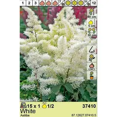 Bulbous HBM BES Astilbe White (x1)