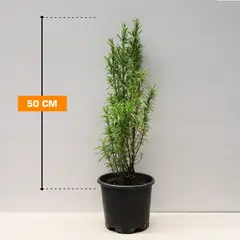 Rosmarinus officinalis 50 cm