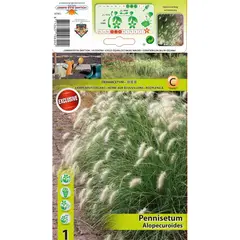 Bulbous HBM STA Pennisetum Alopecuroides (x1)