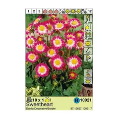 Bulbous HBM STA Dahlia Sweetheart (x1)