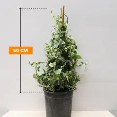 Hedera 50 cm