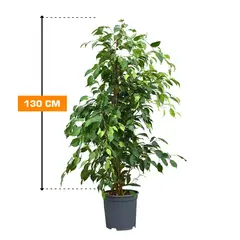 Фикус FICUS MIX 130 см