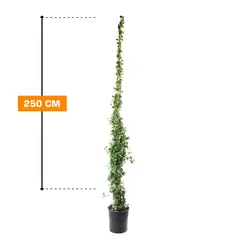 Жасмин Rhyncospermum Jasminoides 250 cm