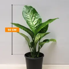 Dieffenbachia TROPIK SNOW 50 cm