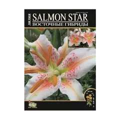 Bulbous HBM STA Lilium Salmon Star (x3)