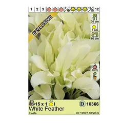 Bulbous HBM STA Hosta White Feather (x1)