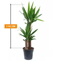 Yucca 2PP 110 cm