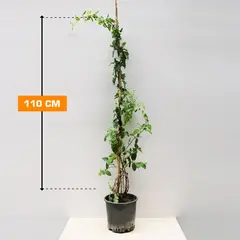 Lonicera JAPONICA 110 cm