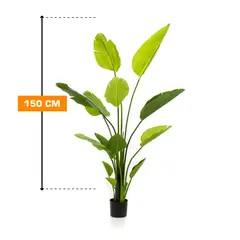 STRELITZIA Regine 150 cm