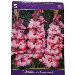 Bulbous HBM BES Gladiolus Greyhound (x5)