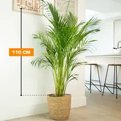 Дипсис DYPSIS LUTESCENS ARECA