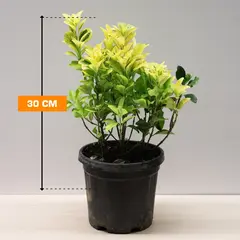 Euonymus 30 cm