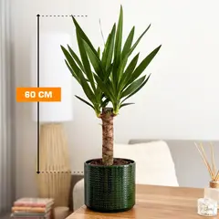 Юкка Yucca 1PP 60 см