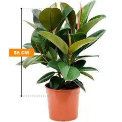 Фикус FICUS ELASTICA ROBUSTA 2PP EKSTRA 85 см