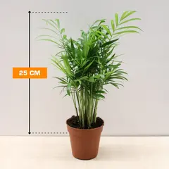 Chamedorea 25 cm