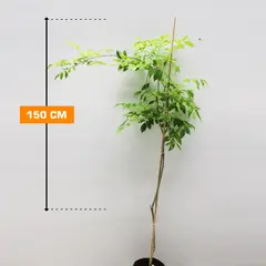 Глициния 150 см