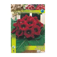 Луковичные HBM STAR CAPPERLINE STA Gloxinia Etoile de Feu (x1)