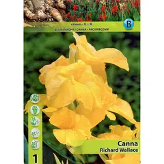 Луковичные HBM STAR CAPPERLINE STA Canna Richard Wallace (x1)