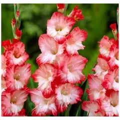 ბოლქვოვანი HBM BES Gladiolus Pink Lady (x5)