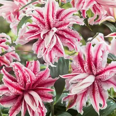 ბოლქვოვანი HBM SUP Lilium Magic Star (x1)