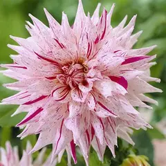 ბოლქვოვანი HBM BES Dahlia Mick's Peppermint (x1)