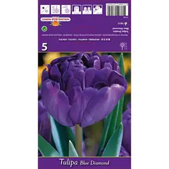 Bulbous HBM BES Tulipa Blue Diamond (x5)