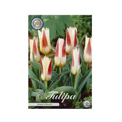 Bulbous HBM BES Tulipa Johann Strauss (x5)