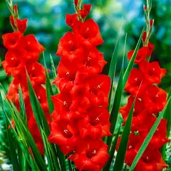 ბოლქვოვანი HBM STAR CAPPERLINE STA Gladiolus Matchpoint (x7)