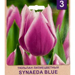 Bulbous HBM STA Tulipa Synaeda Blue (x5)