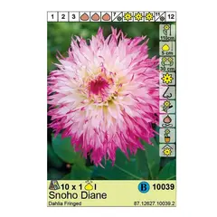 ბოლქვოვანი HBM STA Dahlia Snoho Diana (x1)