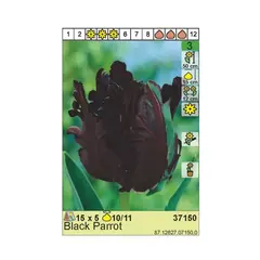 Bulbous HBM BES Tulipa Black Parrot (x5)