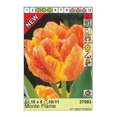 Bulbous HBM BES Tulipa Monte Flame (x5)