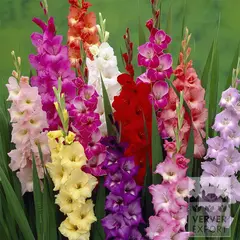 ბოლქვოვანი HBM STA Gladiolus Mixed (x7)