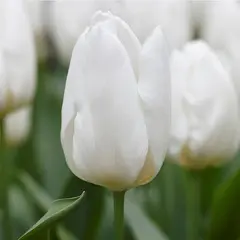 Bulbous HBM BES Tulipa Antarctica (x5)