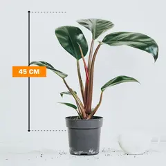 Philodendron ROJO CONGO 45 cm